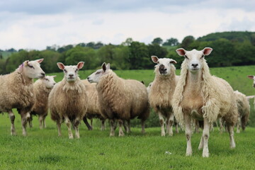 Obraz premium Group of sheep in a field looking at the camera
