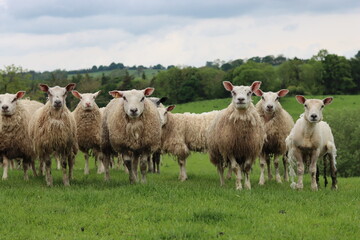 Fototapeta premium Group of sheep in a field looking at the camera