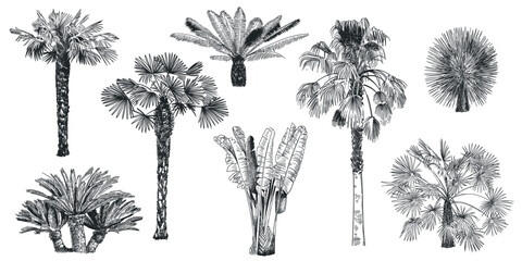 Hand drawn palm tree. Tropical plants, botanical fronds vintage engraving rainforest landscape clipart for summer tourism or jungle pattern. Palm trees detailed exotic sketch vector isolated set © Tartila