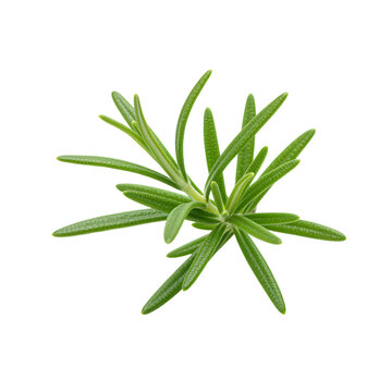 Fresh green rosemary herb sprig with needlelike leaves on white background for cooking and herbal remedy concepts  healthy eating and natural ingredients transparent background