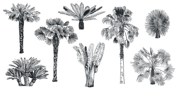 Hand drawn palm tree. Tropical plants, botanical fronds vintage engraving rainforest landscape clipart for summer tourism or jungle pattern. Palm trees detailed exotic sketch vector isolated set