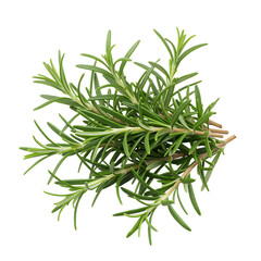 Fototapeta premium Fresh green rosemary herb bunch with needlelike leaves and woody stems on white background for cooking and culinary use transparent background