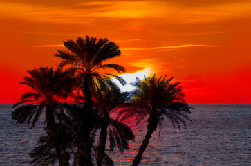 Palm trees silhouettes on tropical beach at amazing sunset