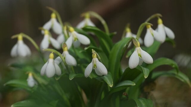 Delicate white snowdrop flowers, the first harbingers of spring, gently swaying in the breeze among green leaves with a beautiful soft focus background, symbolizing rebirth and new beginnings