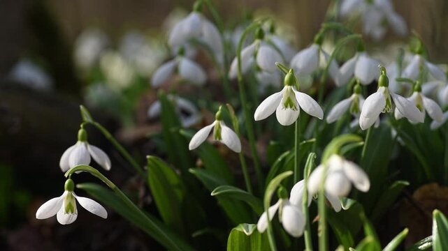 Beautiful snowdrop flowers, Galanthus nivalis, blooming in early spring with their delicate white petals gently swaying in the forest under the morning sunlight creating a soft bokeh background