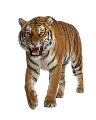 Fototapeta premium Roaring Bengal tiger walking forward with open mouth and visible teeth, wildlife animal cutout, Isolated on white background