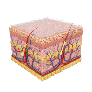 A detailed illustration of the human skin's layers and structures