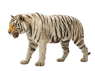 Obraz premium White Bengal tiger walking side view with black stripes and amber eyes, animal cutout, Isolated on transparent background, png