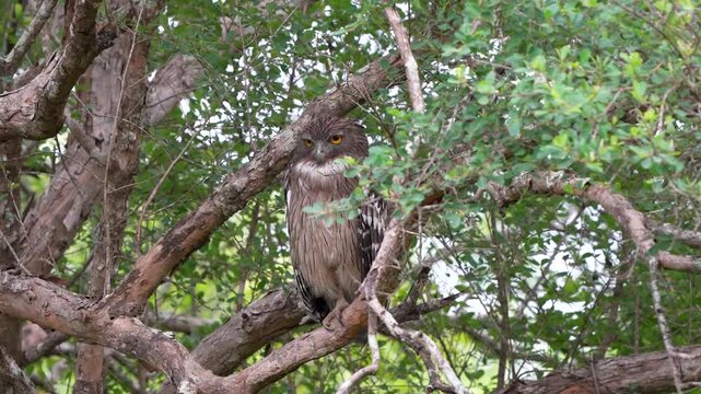 A cryptic Brown fish owl (Ketupa zeylonensis) perched on a sturdy tree branch, staring with large yellow eyes in its natural forest habitat