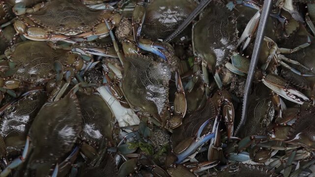 Live atlantic blue crabs moving in a bucket