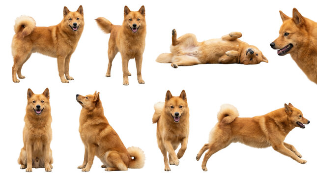 set of a finnish spitz dog in different poses standing sitting and playing isolated on a transparent background