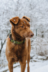 A red dog with a green rubber collar sits on the curb in winter. Winter atmosphere, trees and yard in the snow. A ginger dog is sitting in the snow. A favorite dog from a shelter. Vertical photo.