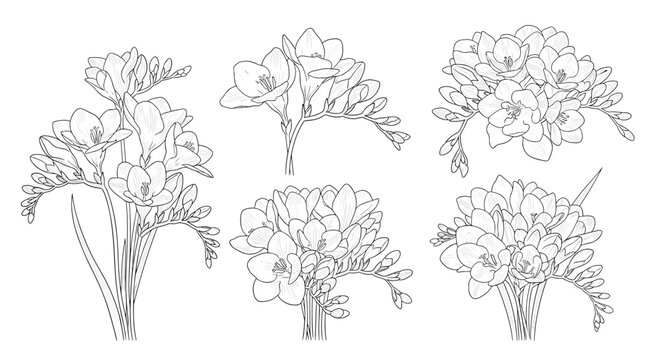 Collection of several detailed black and white freesia flower bouquets in various sizes and angles for elegant floral design and illustrations.