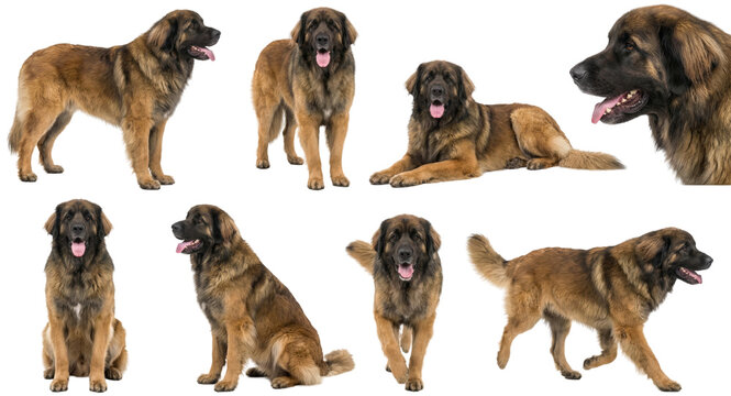 set of a leonberger dog in different poses standing sitting and walking isolated on a transparent background