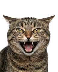 Fototapeta premium Tabby cat snarling with open mouth, front view close-up on white studio background