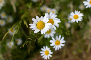 Obraz premium Ox-eye Daisy (Leucanthemum vulgare) in a garden