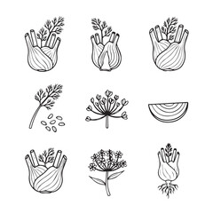 Fototapeta premium Fennel Vegetable and Herb Illustrations Collection