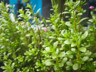Naklejka premium Healthy green foliage of Portulaca plants captured from a side angle, showing natural growth and texture.
