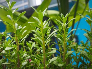 Obraz premium Healthy green foliage of Portulaca plants captured from a side angle, showing natural growth and texture.