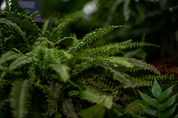 close up of fern leaf
