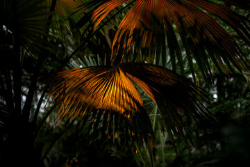 palm tree in the night