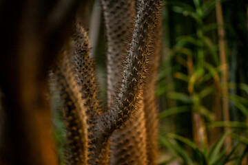close up of wheat ears