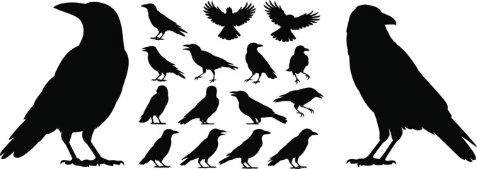 Naklejka premium Crow silhouettes collection in multiple flying and standing poses, black bird isolated vector illustration set, wildlife design graphic elements