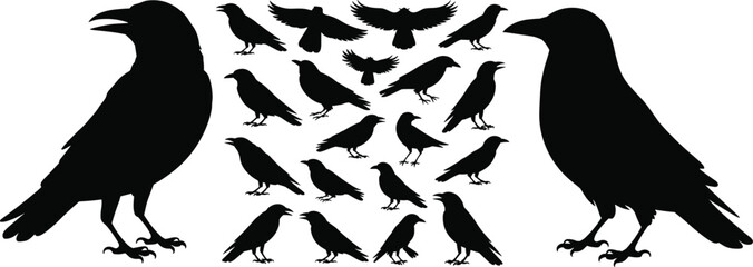 Naklejka premium Crow and raven silhouettes collection, black birds in multiple flying and standing poses, isolated vector illustration set, wildlife design elements