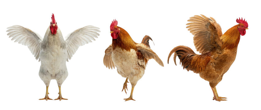 Three chicken rooster poses with spread wings and strutting stance, white and brown plumage, cutout set for design, Isolated on white background