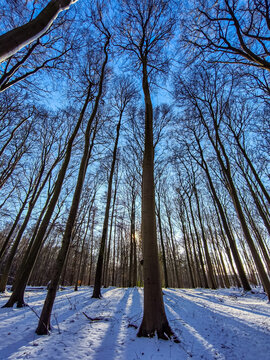 trees in winter