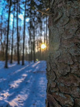 trees in winter