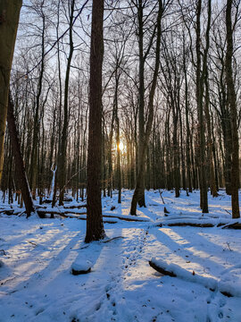 snow covered trees
