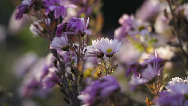Dreamy Close Up Shot of Purple Chrysanthemums