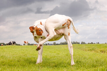 Calf cow, heifer licking under hind leg showing tiny baby udder, red and white