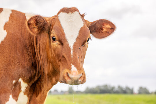 Portrait of a young cow, head of a red and white heifer cow at left edge