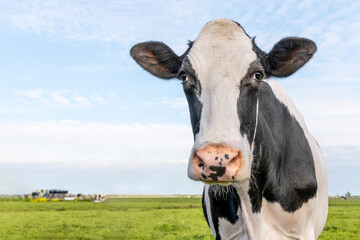 Cow close up, black and white, approaching looking eye contact, pink nose, front view and a blue sky