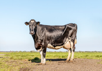 Shiny black cow, standing full lenght side view in a field, blue sky