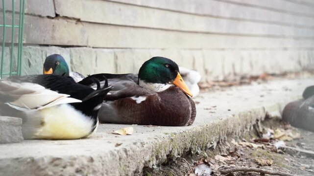 Taking a Quick 'Quack' Nap