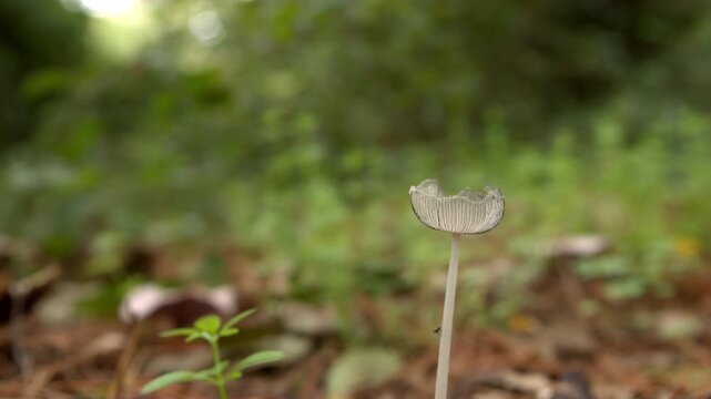 Close up pedestal down of harefoot mushroom in nature. Coprinopsis lagopus