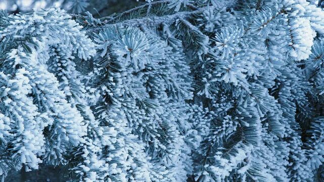 Nature: Heavy frost coats needles of Blue spruce conifer tree in winter