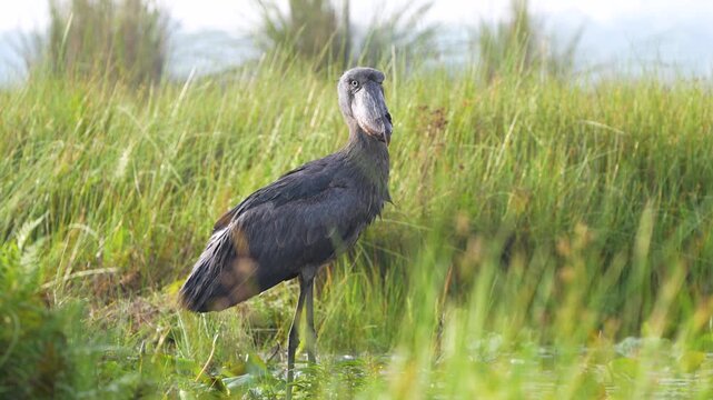 A Shoebill (Balaeniceps rex) standing motionless in its natural habitat among the papyrus plants of Mabamba Swamp, Uganda