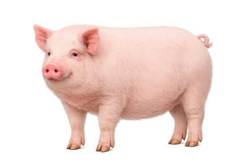 Young pig standing and looking forward, pork farming livestock, domestic animal with transparent background