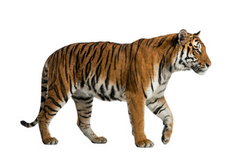 Obraz premium Side view Bengal tiger walking, orange and black striped fur, wildlife predator, Isolated on white background