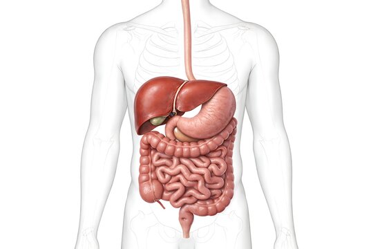 Human Digestive System Anatomy Illustration &ndash; Detailed 3D Render of Liver, Stomach, and Intestines in Male Body