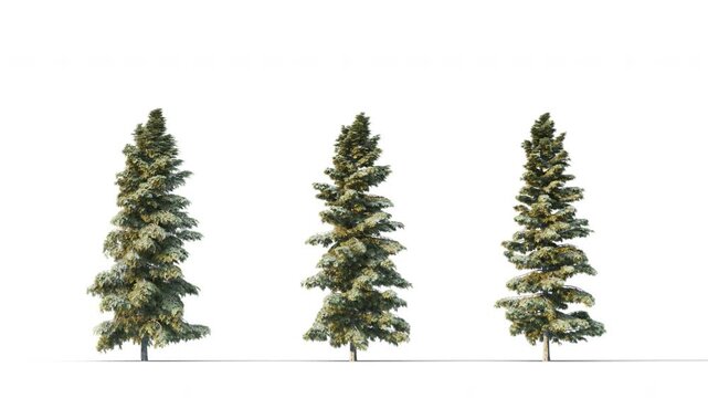 Abies Grandis fall trees swaying in the strong wind. Isolated 3D realistic tree swaying to the wind with alpha matte layer for transparency in the background.