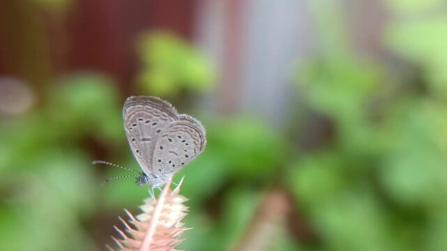 Macro of small grass blue butterfly (Zizula hylax) on bush seed with blurred background
