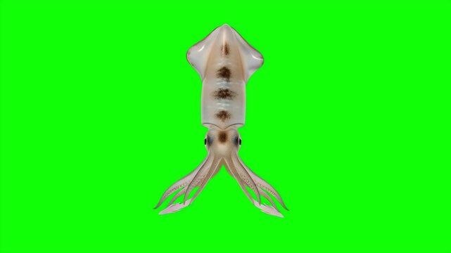 Realistic squid swimming on green screen background, isolated marine cephalopod for aquatic vfx scene