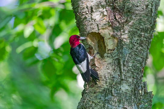 The red-headed woodpecker (Melanerpes erythrocephalus)  bringing food for young into the nesting cavity