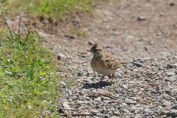 春の野原に現れた冠羽の立つヒバリ