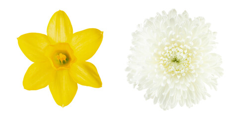 Two spring blossoms: yellow daffodil and white chrysanthemum flower heads isolated on white background. Top view minimalist floral composition for wedding decor and seasonal greeting cards.